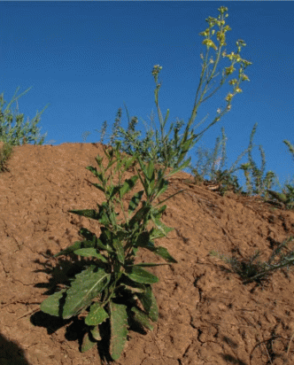 Sisymbrium volgense, общий вид растения