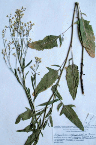 Гербарный лист Sisymbrium volgense