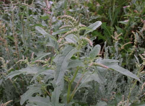 Цветение Atriplex tatrica