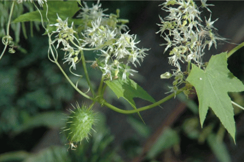 Массовое цветение Echinocystis lobata