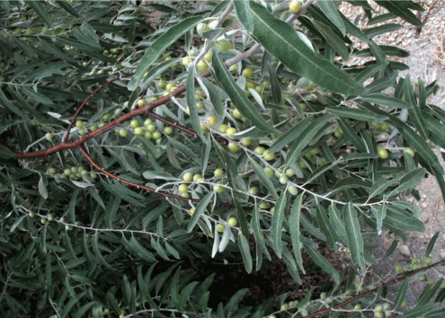 Побеги Elaeagnus angustifolia