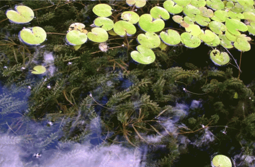 Внедрение Elodea canadensis в естественные сообщества