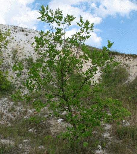 Внедрение Fraxinus pennsylvanica в естественные сообщества