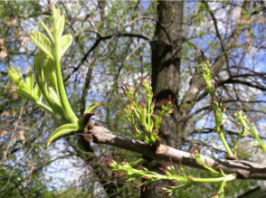 Цветение Fraxinus pennsylvanica