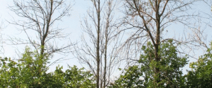 Усыхание Fraxinus pennsylvanica в насаждениях города Москвы
