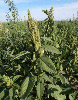 Amaranthus retroflexus, общий вид растения