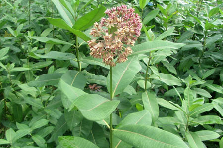 Ваточник сирийский / Asclepias syriaca