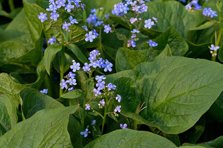 Бруннера сибирская / Brunnera sibirica