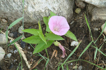 Повой вздутый / Калистегия вздутая / Calystegia inflata