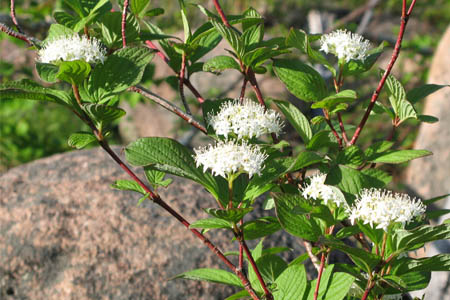 Свидина белая / Cornus albus