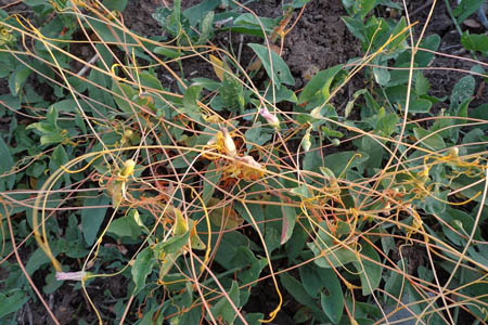 Повилика полевая / Cuscuta campestris