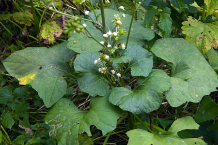 Железистостебельник сросшийся / Adenocaulon adhaerescens