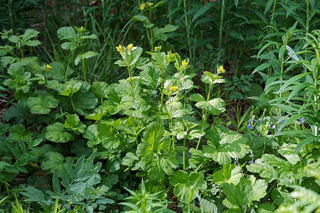 Гравилат крупнолистный / Geum macrophyllum