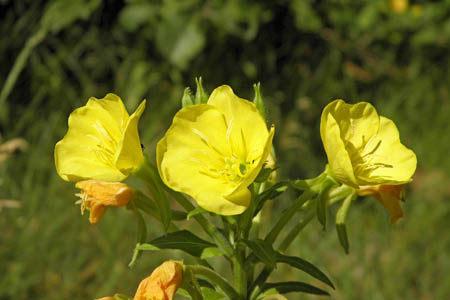 Ослинник красностебельный / Oenothera rubricaulis