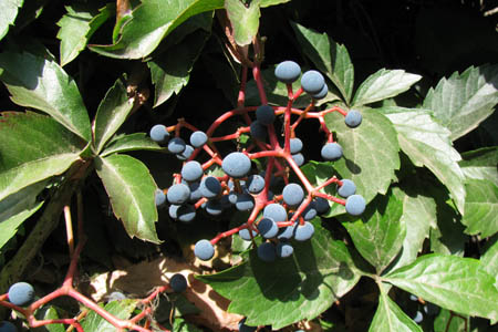 Девичий виноград прикреплённый / Parthenocissus inserta