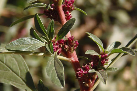 Щирица жминдовидная / Amaranthus blitoides