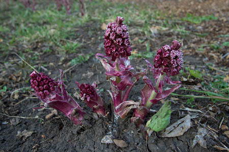 Белокопытник гибридный / Petasites hybridus