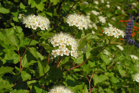 Пузыреплодник калинолистный / Physocarpus opulifolius