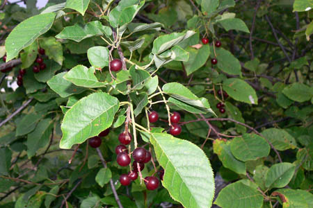 Черёмуха виргинская / Primus virginiana