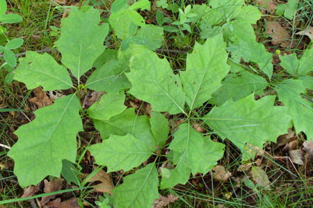 Дуб красный / Quercus rubra