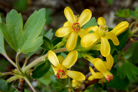 Смородина золотистая / Ribes aureum