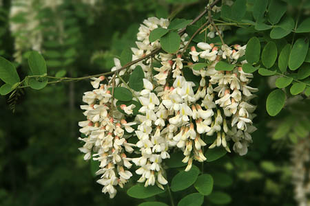 Робиния ложноакациевая / Robinia pseudacacia