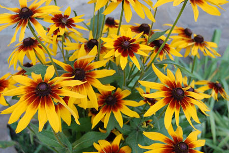 Рудбекия волосистая / Rudbeckia hirta