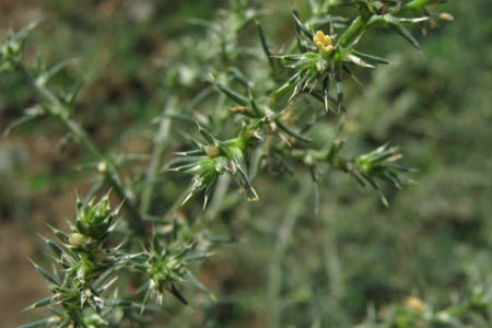 Солянка сорная / Salsola tragus