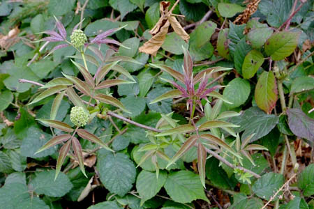 Бузина красная / Sambucus racemosa