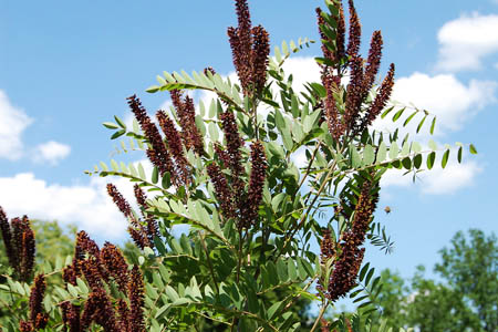 Аморфа кустарниковая / Amorpha fruticosa