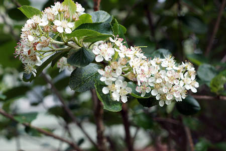 Арония Мичурина / Aronia x mitchurinii