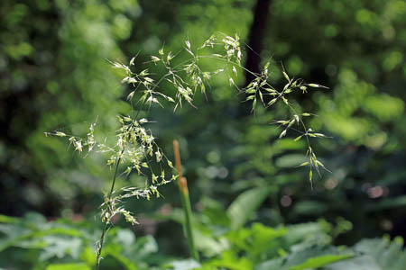 Райграс высокий / Arrhenatherum elatius