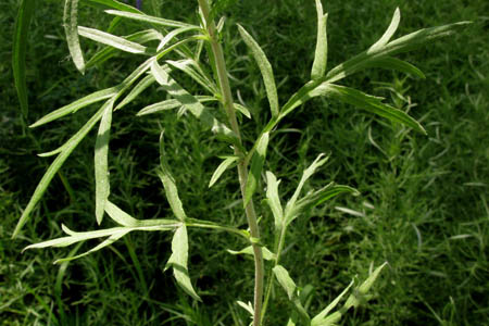 Полынь сомнительная / Artemisia dubia