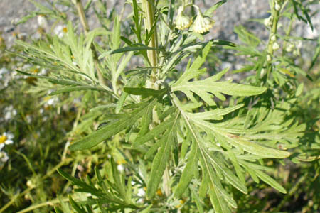 Полынь Сиверса / Artemisia sieversiana