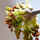 Клён ясенелистный / Acer negundo L.