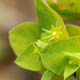 Молочай бутерлаковый / Euphorbia peplus L.