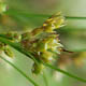 Ситник тонкий / Juncus tenuis Willd.