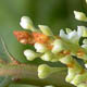 Рейнутрия богемская / Reynoutria × bohemica Chrtek et Chrtkova