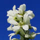 Ирга ольхолистная / Amelanchier alnifolia (Nutt.) Nutt.