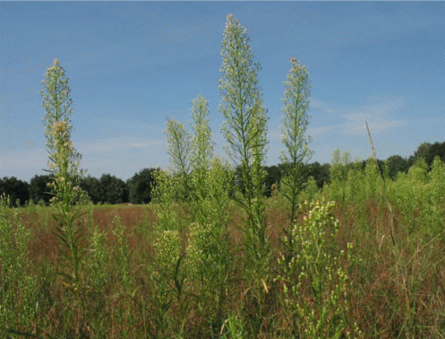 Conyza canadensis - злостный сорняк посевов
