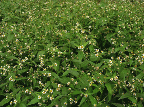 Galinsoga parviflora - злостный сорняк цветников