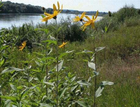 Внедрение Helianthus tuberosus в прибрежные ивняки на реке Оке в окрестностях города Калуги