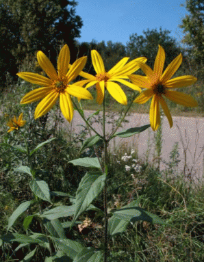 Корзинки Helianthus tuberosus