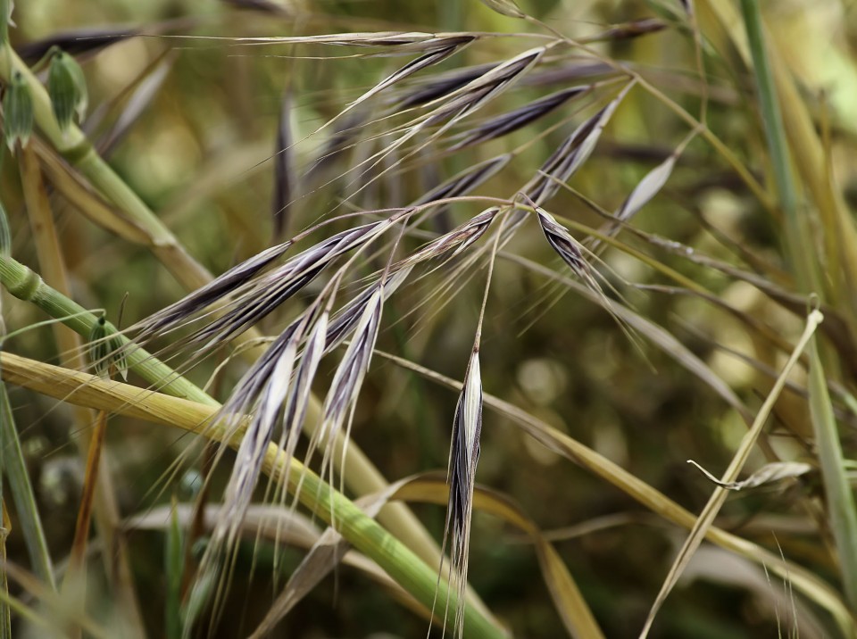 Неравноцветник кровельный — Anisantha tectorum (L.) Nevski