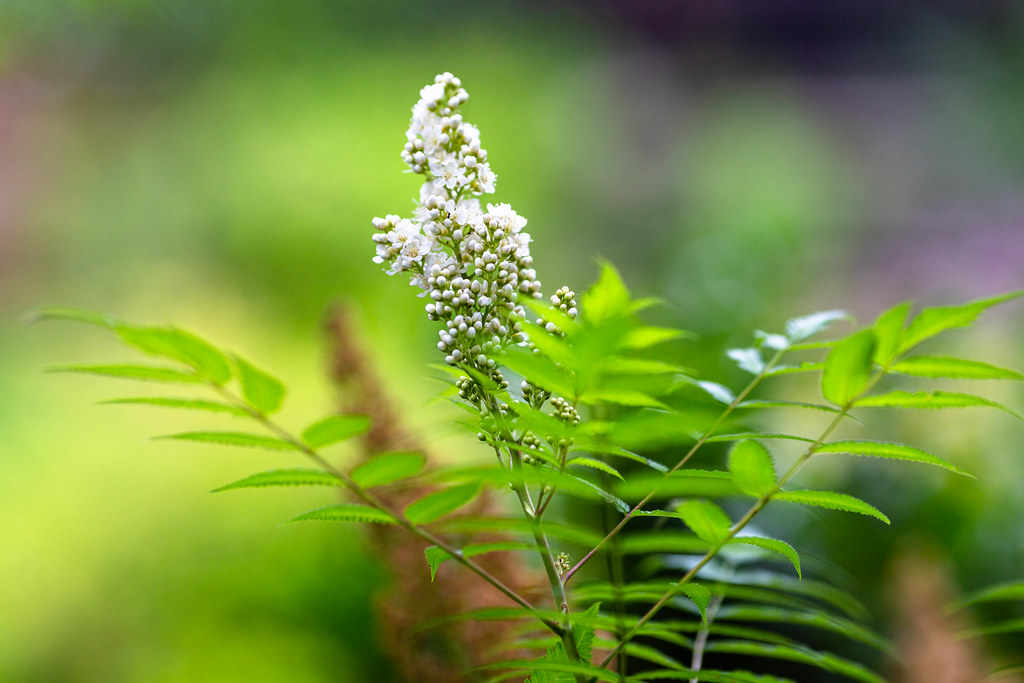 Рябинник рябинолистный — Sorbaria sorbifolia ( L.) A. Br.