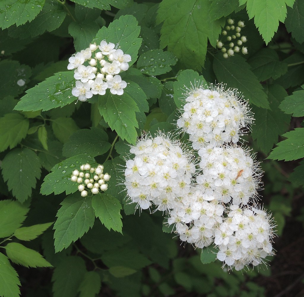 Спирея дубравколистная — Spiraea chamaedryfolia L.