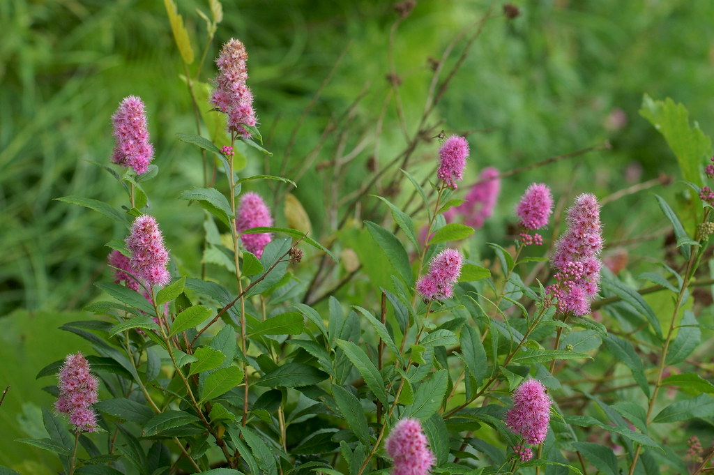 Спирея иволистная — Spiraea salicifolia L.