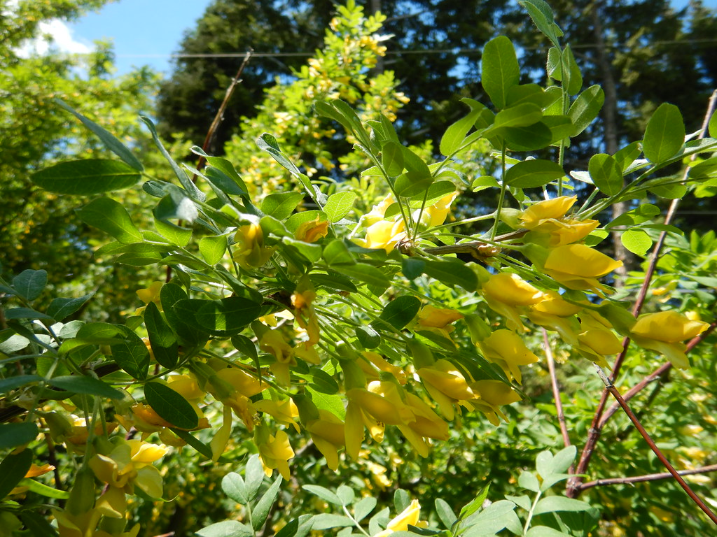 Карагана древовидная — Caragana arborescens Lam.