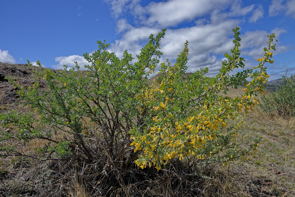 Карагана кустарниковая — Caragana frutex (L.) C. Koch