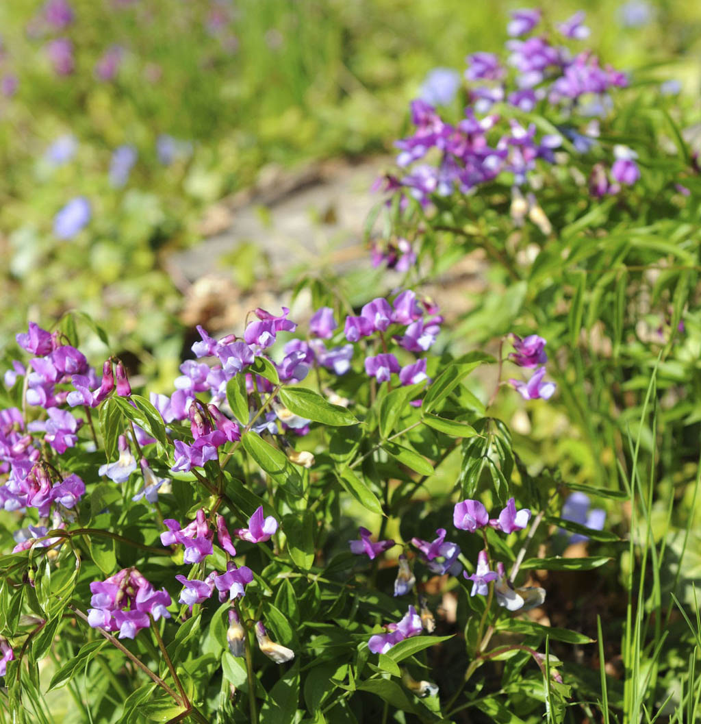 Чина чёрная — Lathyrus niger (L.) Bernh.